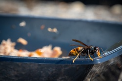 A wasp looks for food on leftover waste