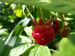 Closeup on a wild raspberry