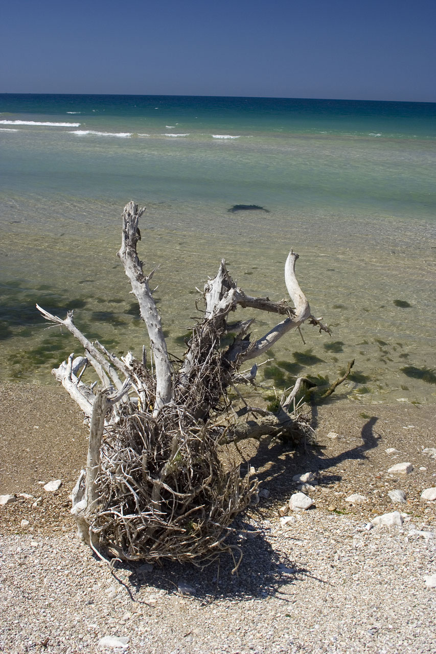 Dead dry tree on the beach in Albania