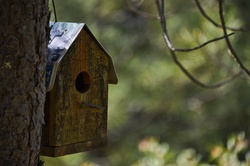 Wooden Birdhouse and Tree trunk