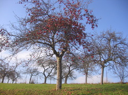 Autumn apple tree