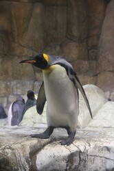 Photo of a king penguin in a zoo