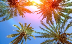 Palm Tree Background