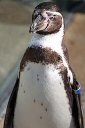 Photograph of a penguin