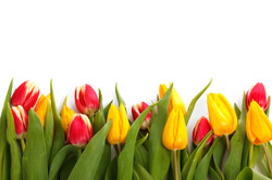 Tulips Isolated: Fresh colorful tulips isolated on white background