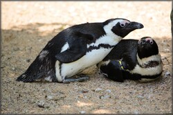 A series with a colony of black-footed penguins