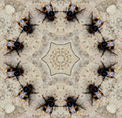 Bumblebees on a beige background - kaleidoscope effect 