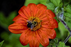 Bumblebee On Red Flower