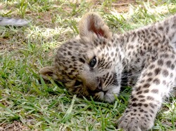 Leopard Cub Lying Down