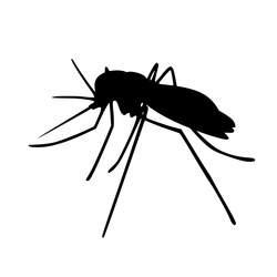 Mosquito, Insects, Silhouette