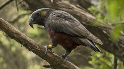 Portrait of a Kaka Parrot