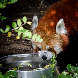 Red panda drinking water in zoo