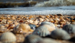 Sea, Sea Of Azov, Shells