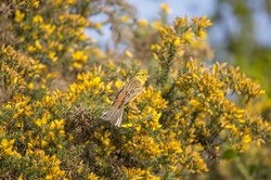 Yellowhammer Emberiza Citrinella