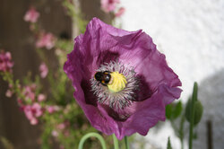 A bee busy on top of a purple poppy head