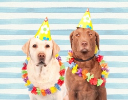 Dogs In Party Hats