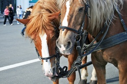 Harnessed Car Horses, Palace Square