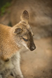 Kangaroo, Zoo Animal