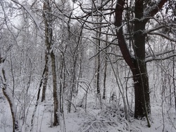 Forest, Lublin Voivodeship, winter 2021, Poland
