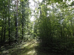 Forest, Lublin Voivodeship, summer 2020, Poland