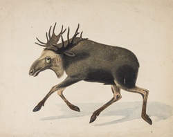 Moose Alces Alces Artist Körner Magnus 1808-1864 Ca 1830 - 1840 Public Domain