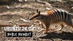 numbat