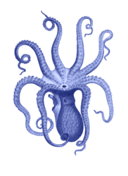 Octopus Vintage Art