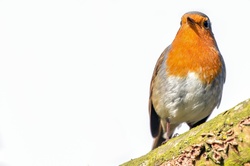 Robin Erithacus Rubecula