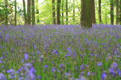 Bluebells in blossom in woods