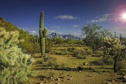 Desert Landscape with Cactus