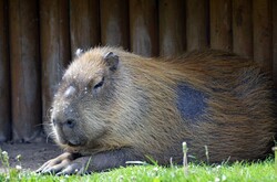 Capybara - Hydrochoerus Hydrochaeris