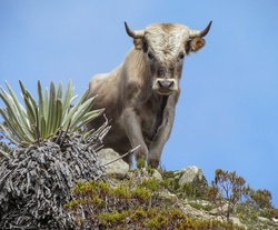 Portrait of a Charolais