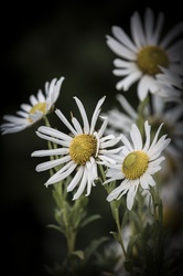 Daisy Flower