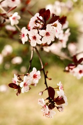 Spring in is the area when the trees all bud out like this lovely wild cherry