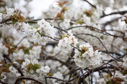 Flowers of the cherry blossoms on a spring day