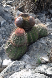 Cacti growing on the island Ros Roques