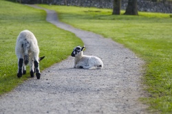 2 Easter Lambs