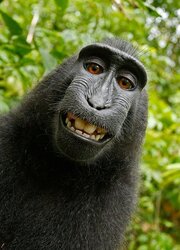 a smiling monkey