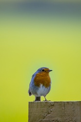 Robin Erithacus Rubecula