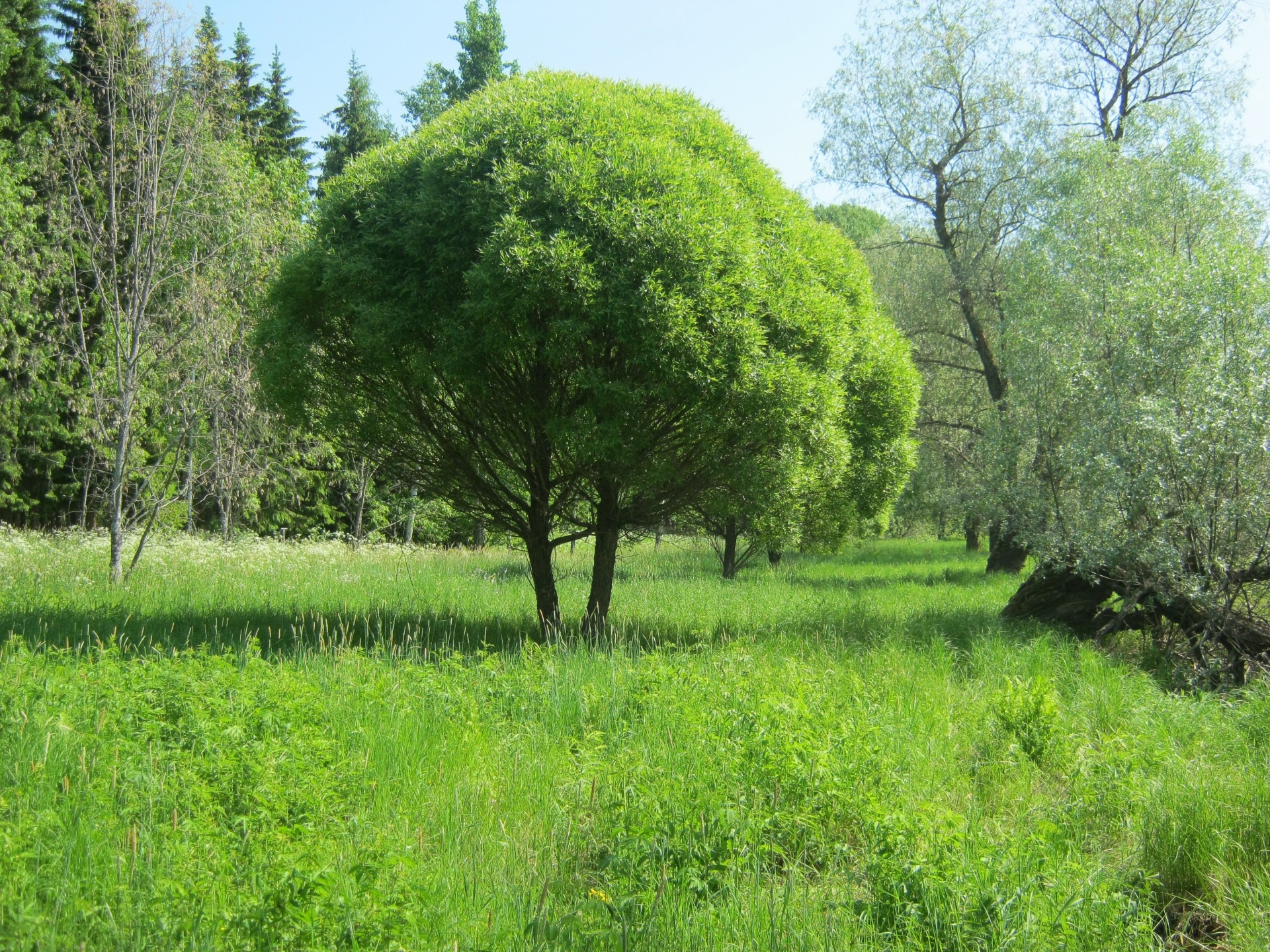 A crack willow (salix fragilis) in Karhonsaari, Finland.