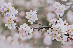 Spring Flower On The Branch