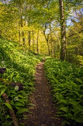 Wild Garlic