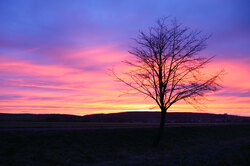 Morning sun with a tree in foreground