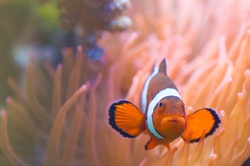 Clown fish with anemone