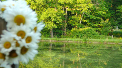 Daisy chain on fence post by fish pond