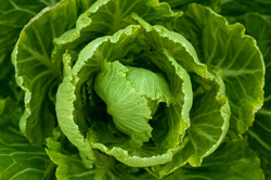 Growing Cabbage