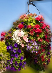 Large basket of flowers hanging from a post