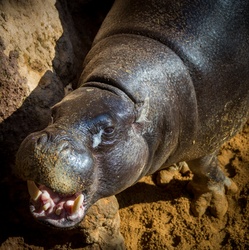 Pygmy hippopotamus with open mouth