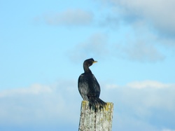 Black Shag Sea Bird on post NZ