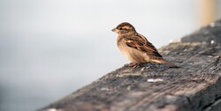 Small brown bird sitting on the pier